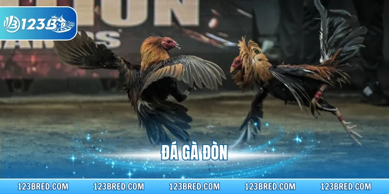 Đá Gà Đòn - Chi Tiết Về Hình Thức Thi Đấu Nổi Tiếng